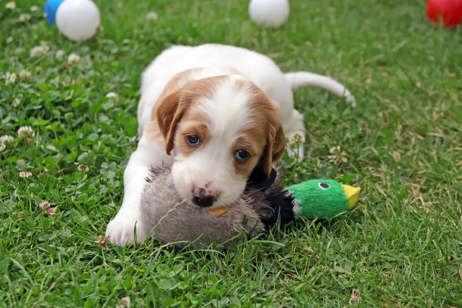Buying an Irish Red and White Setter puppy means taking responsibility! Buy Irish Red and White Setter puppies.