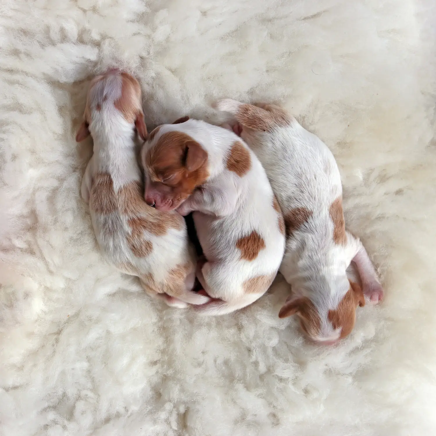 Buying an Irish Red and White Setter puppy means taking responsibility! Buy Irish Red and White Setter puppies.