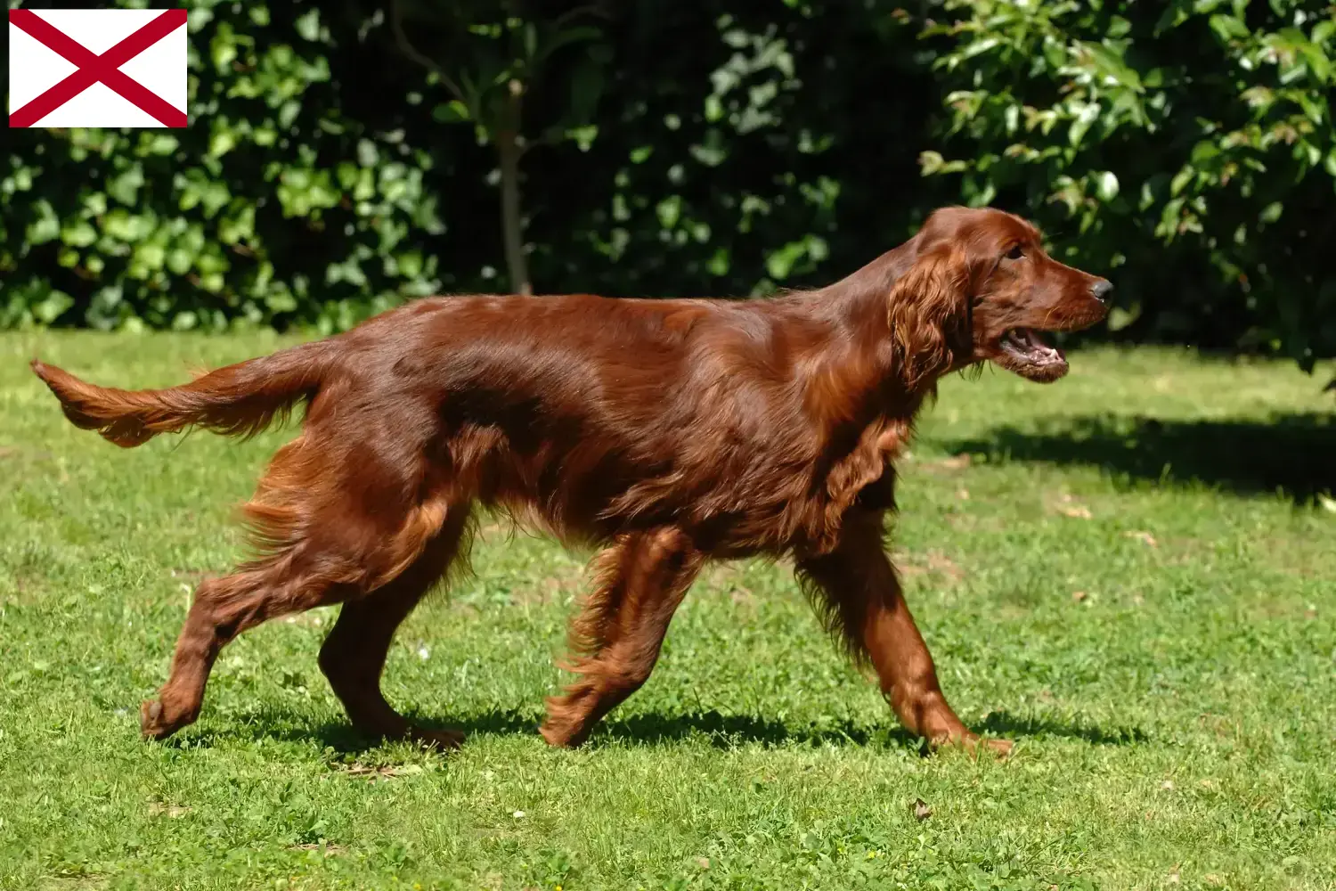 Read more about the article Irish Red Setter breeders and puppies in Alabama