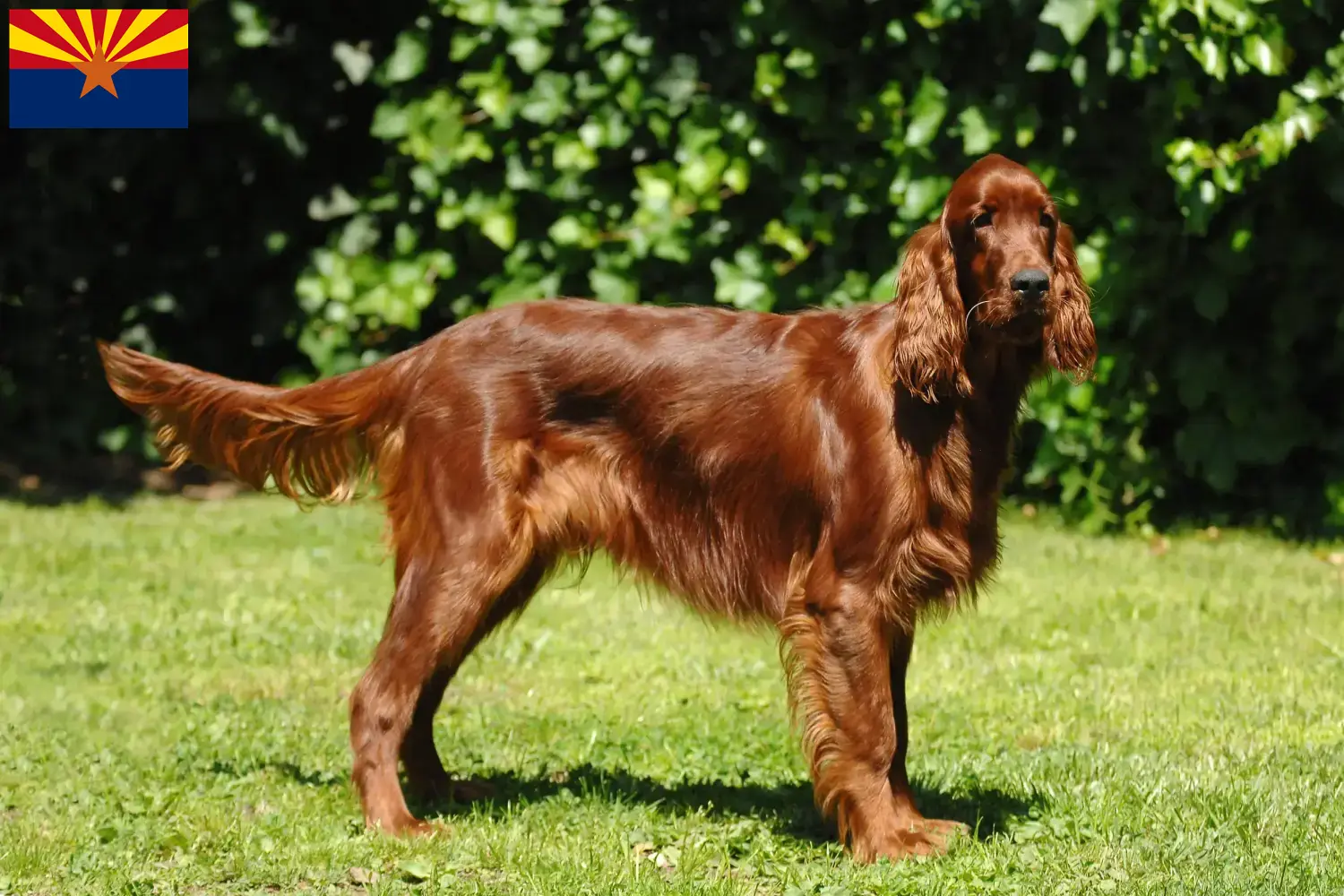 Read more about the article Irish Red Setter breeders and puppies in Arizona