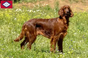 Read more about the article Irish Red Setter breeders and puppies in Arkansas