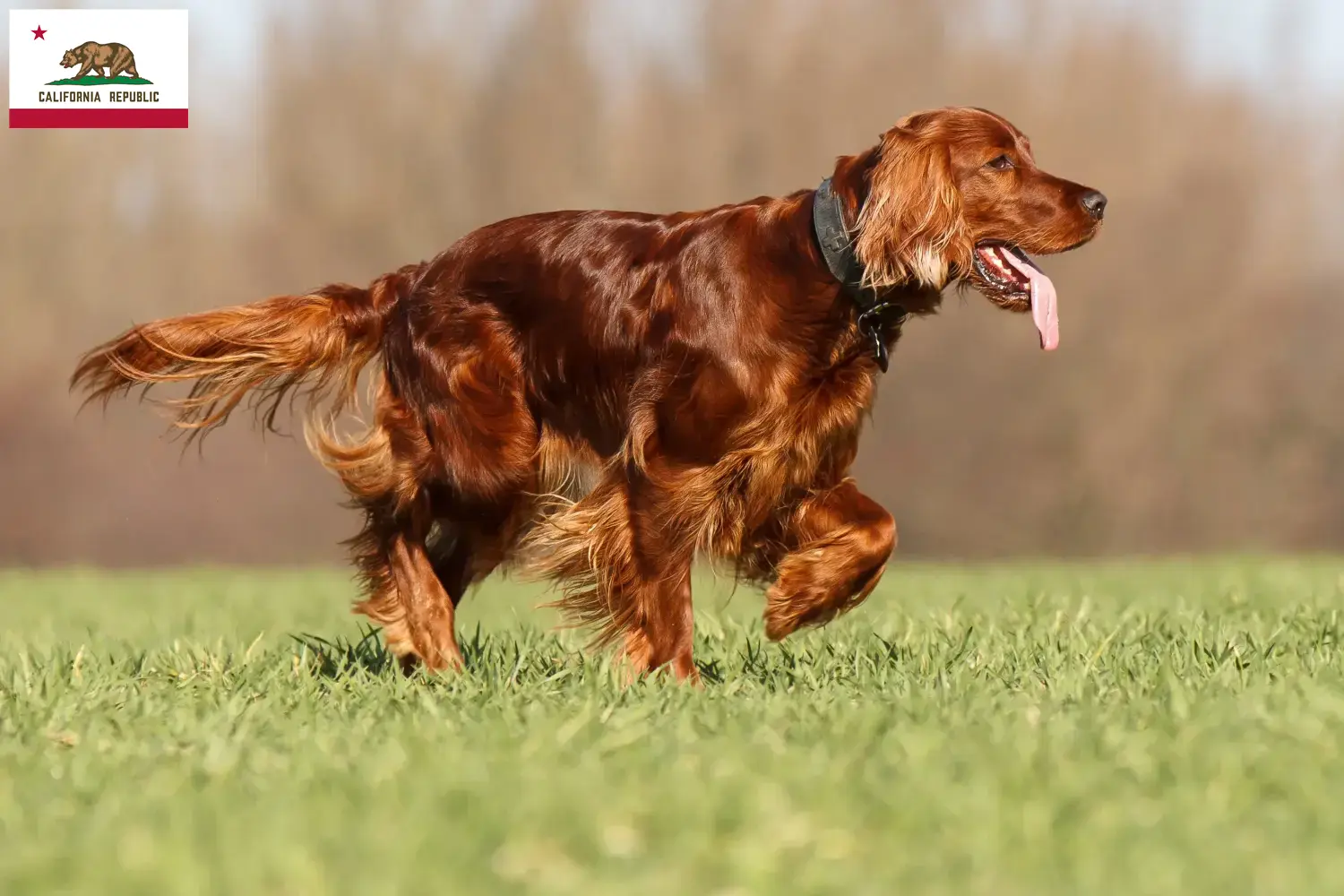 Read more about the article Irish Red Setter breeders and puppies in California