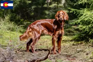 Read more about the article Irish Red Setter breeders and puppies in Colorado