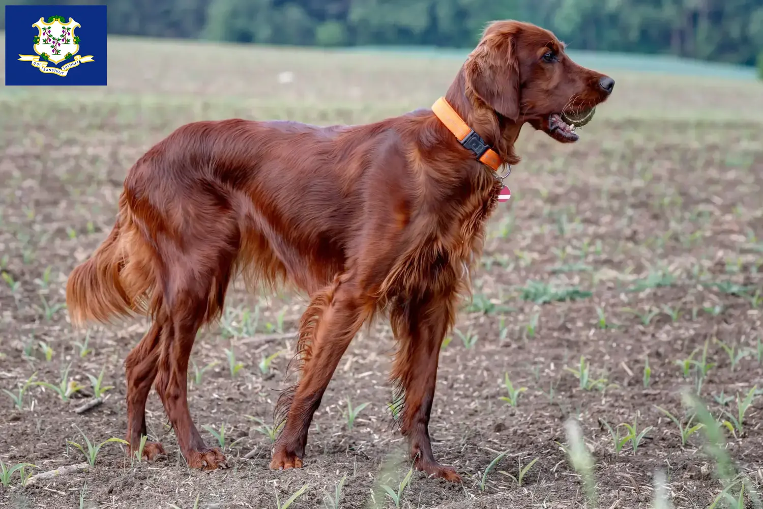 Read more about the article Irish Red Setter breeders and puppies in Connecticut