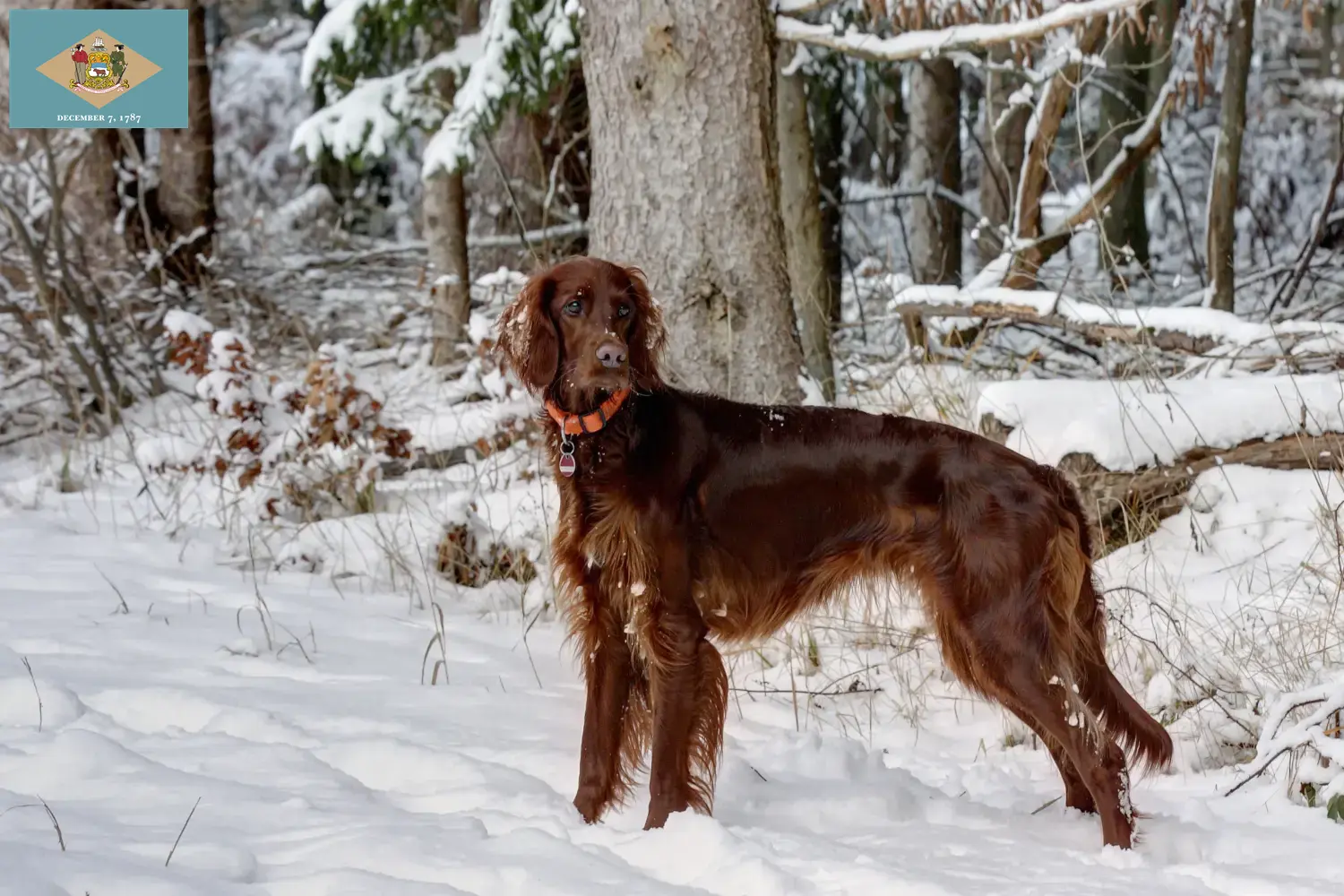 Read more about the article Irish Red Setter breeders and puppies in Delaware
