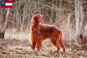 Read more about the article Irish Red Setter breeders and puppies in Georgia