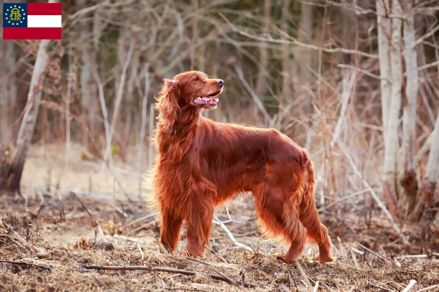 Irish Red Setter puppies and breeder Georgia Find Irish Red Setter breeders in Georgia.