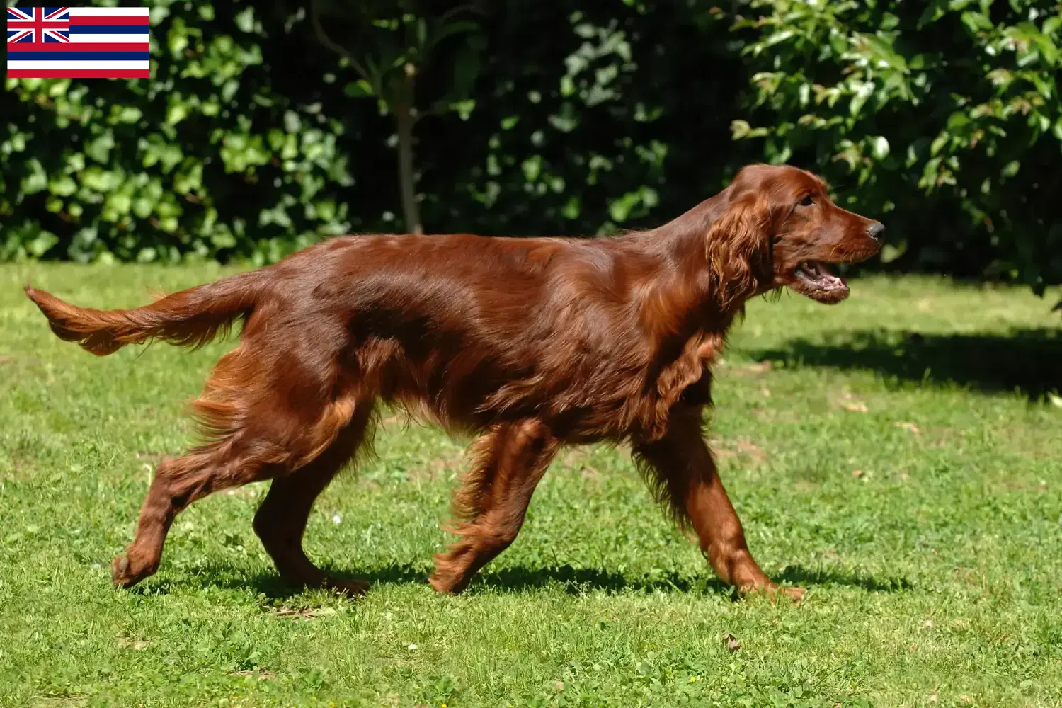 Read more about the article Irish Red Setter breeders and puppies in Hawaii