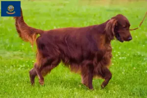 Read more about the article Irish Red Setter breeders and puppies in Idaho