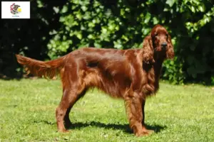 Read more about the article Irish Red Setter breeders and puppies in Illinois