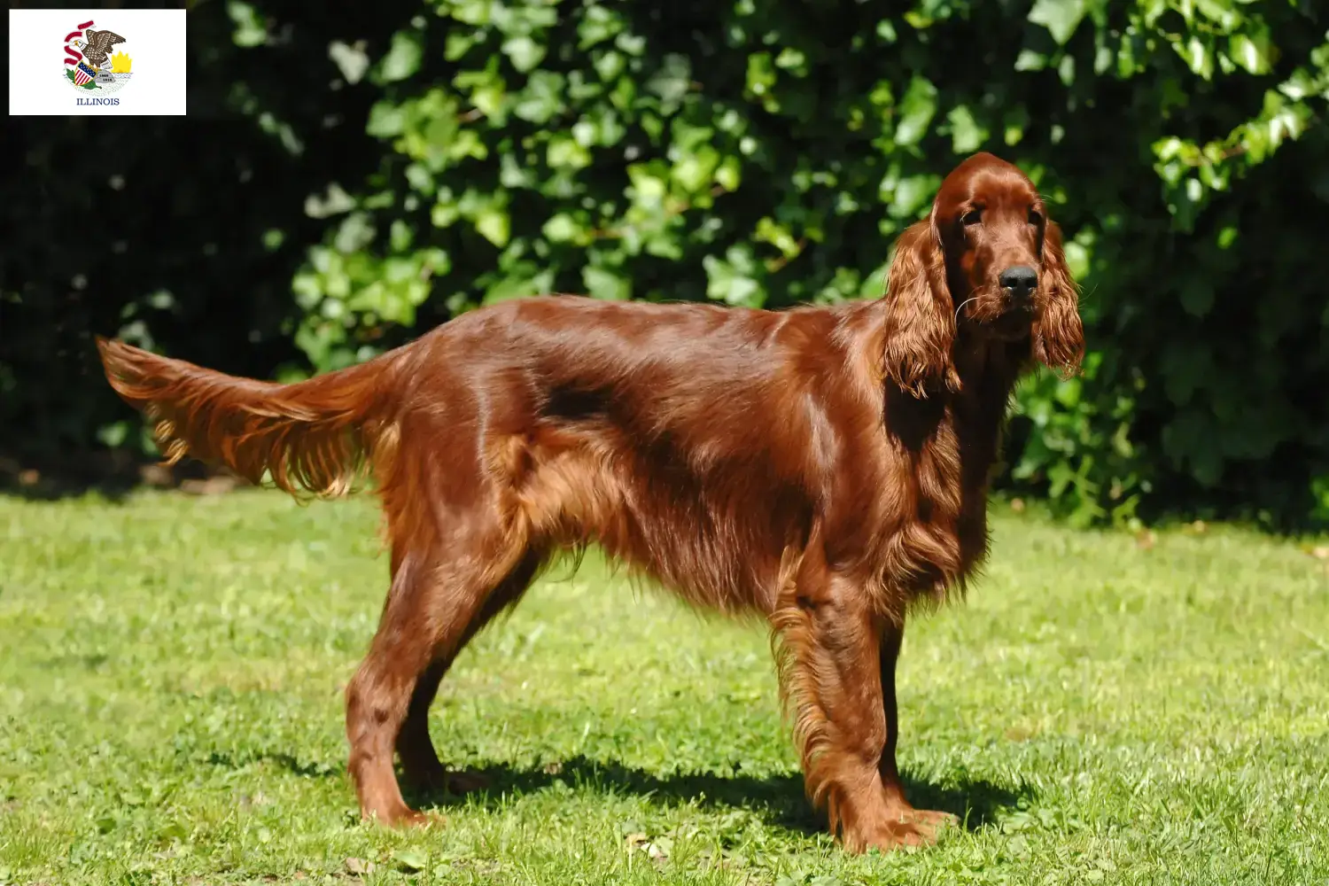 Read more about the article Irish Red Setter breeders and puppies in Illinois