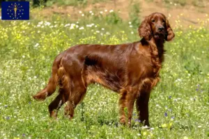 Read more about the article Irish Red Setter breeders and puppies in Indiana