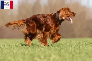 Read more about the article Irish Red Setter breeders and puppies in Iowa
