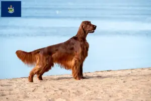 Read more about the article Irish Red Setter breeders and puppies in Maine