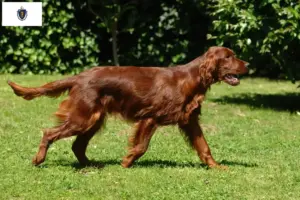 Read more about the article Irish Red Setter breeders and puppies in Massachusetts