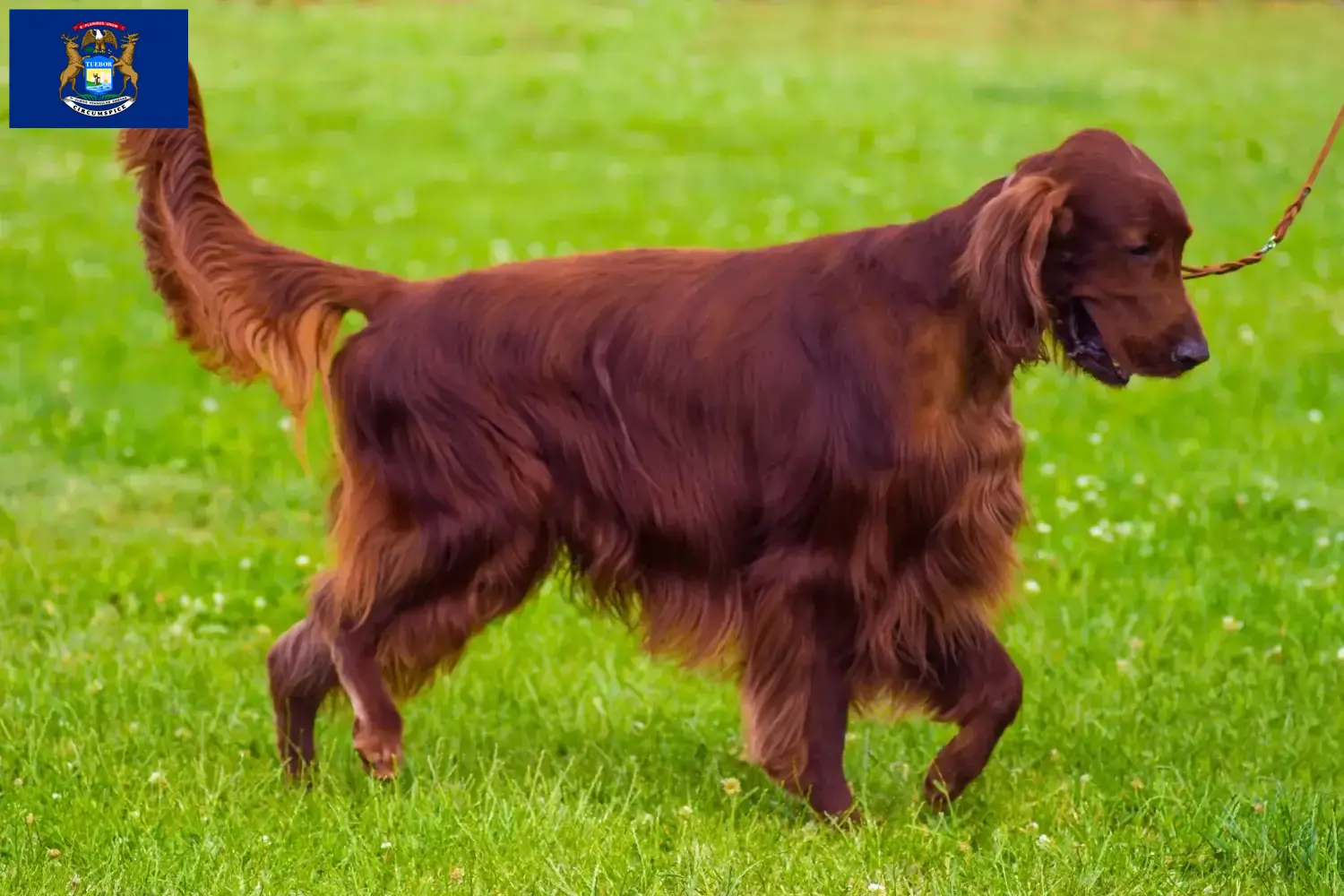 Irish Red Setter puppies and breeders Michigan Find Irish Red Setter breeders in Michigan.