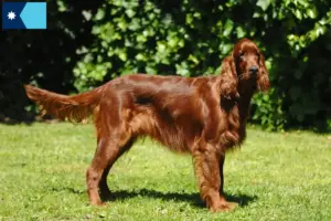Read more about the article Irish Red Setter breeders and puppies in Minnesota
