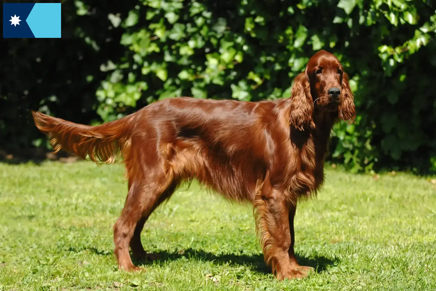 Irish Red Setter puppies and breeders Minnesota Find Irish Red Setter breeders in Minnesota.