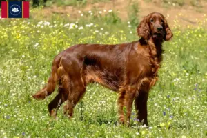 Read more about the article Irish Red Setter breeders and puppies in Mississippi