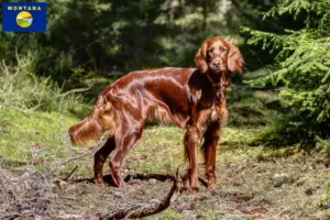 Read more about the article Irish Red Setter breeders and puppies in Montana