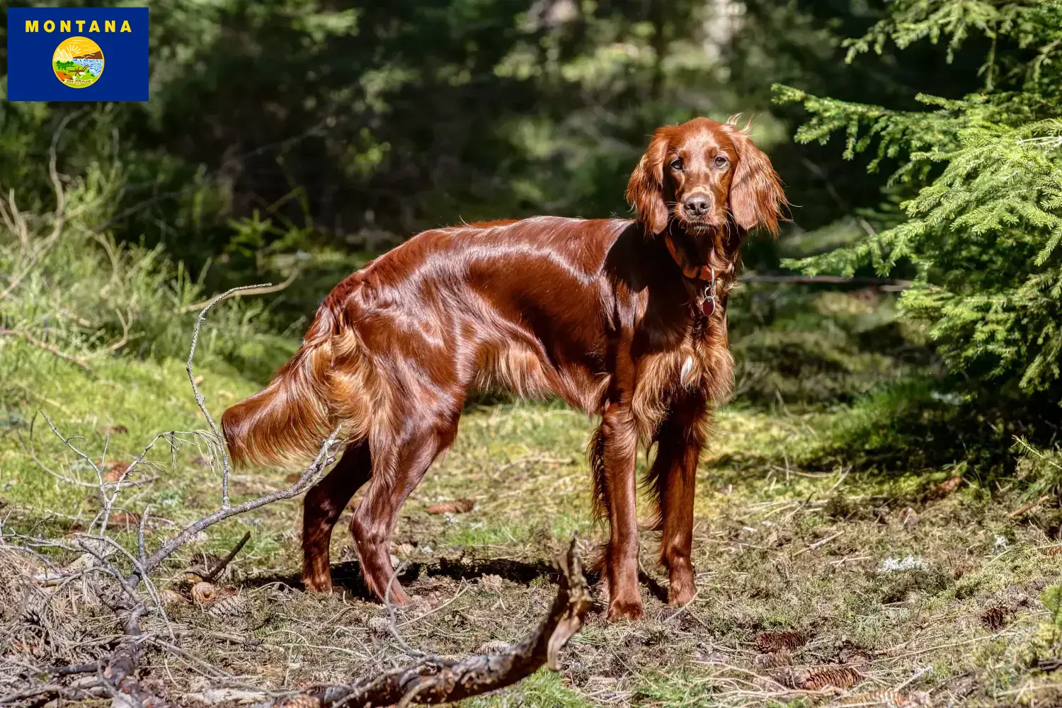 Read more about the article Irish Red Setter breeders and puppies in Montana