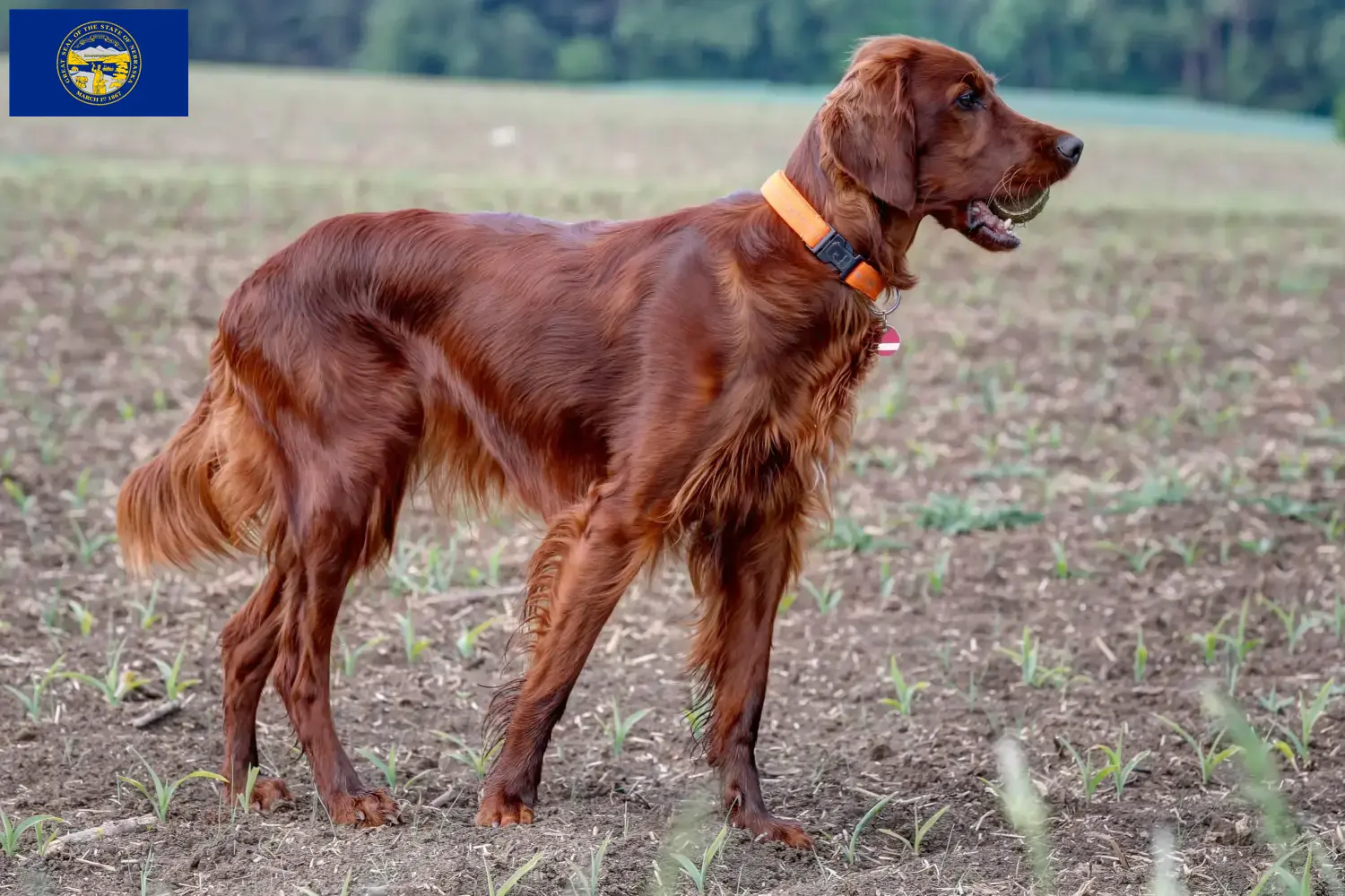 Read more about the article Irish Red Setter breeders and puppies in Nebraska