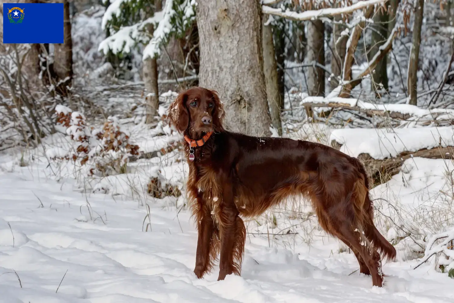 Read more about the article Irish Red Setter breeders and puppies in Nevada