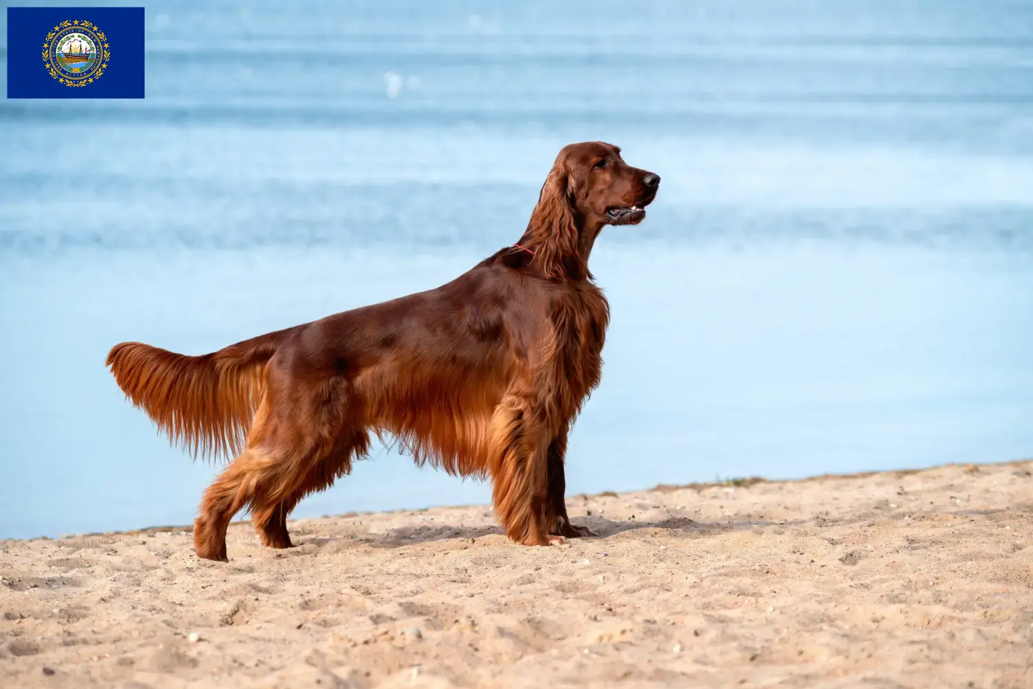 Read more about the article Irish Red Setter breeders and puppies in New Hampshire