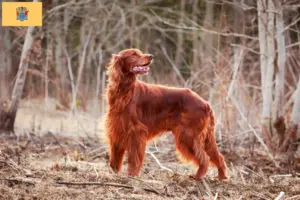 Read more about the article Irish Red Setter breeders and puppies in New Jersey