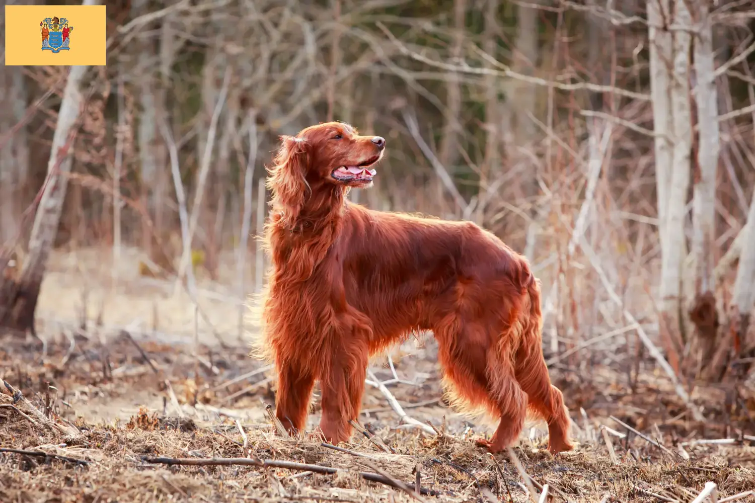 Read more about the article Irish Red Setter breeders and puppies in New Jersey