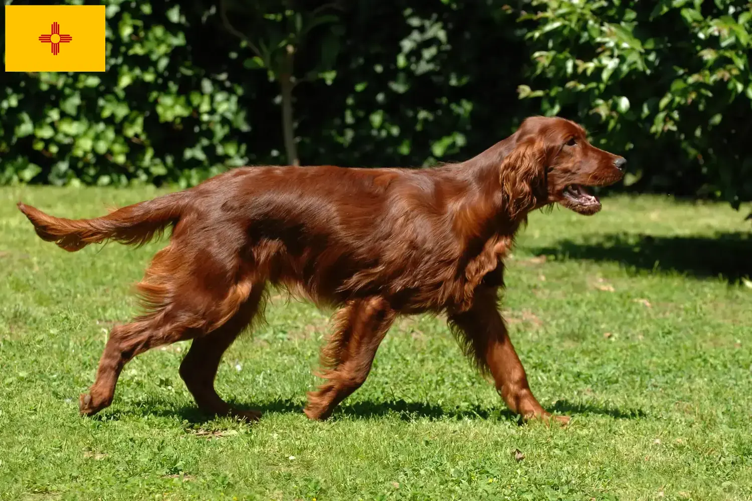 Read more about the article Irish Red Setter breeders and puppies in New Mexico