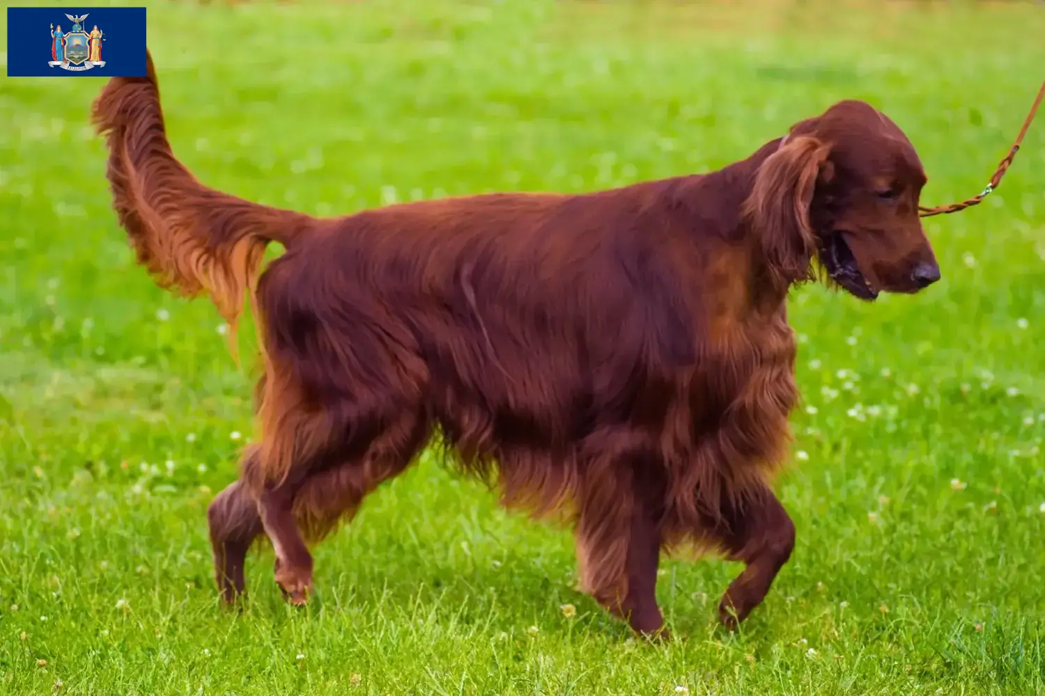Read more about the article Irish Red Setter breeders and puppies in New York