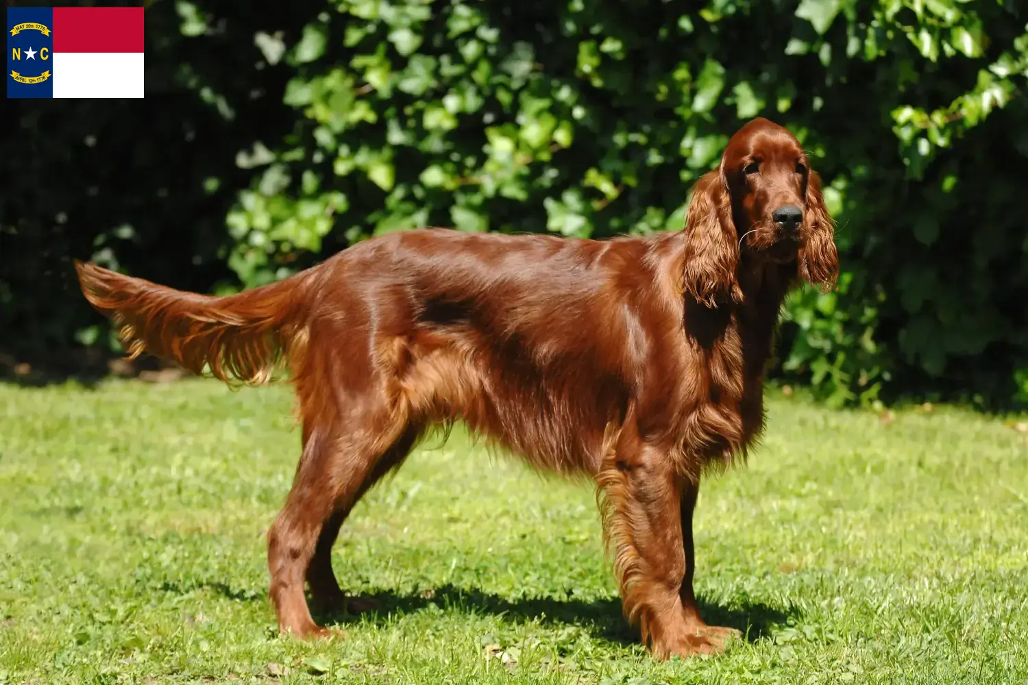 Read more about the article Irish Red Setter breeders and puppies in North Carolina