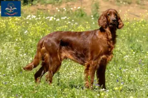 Read more about the article Irish Red Setter breeders and puppies in North Dakota
