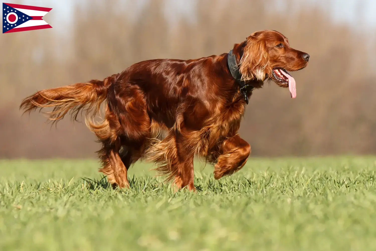 Read more about the article Irish Red Setter breeders and puppies in Ohio