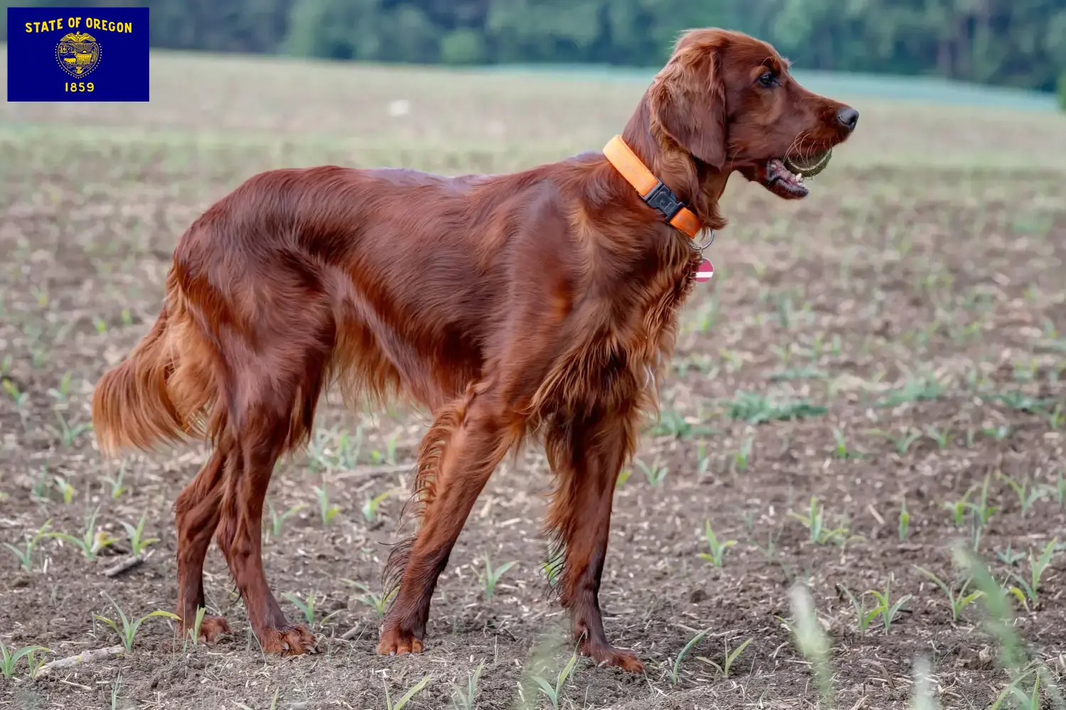 Read more about the article Irish Red Setter breeders and puppies in Oregon