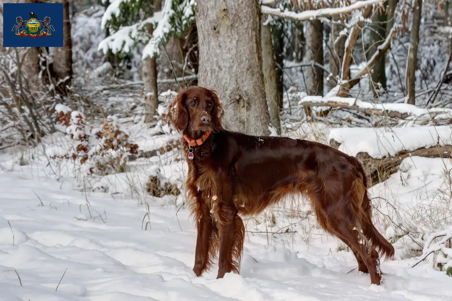 Read more about the article Irish Red Setter breeders and puppies in Pennsylvania
