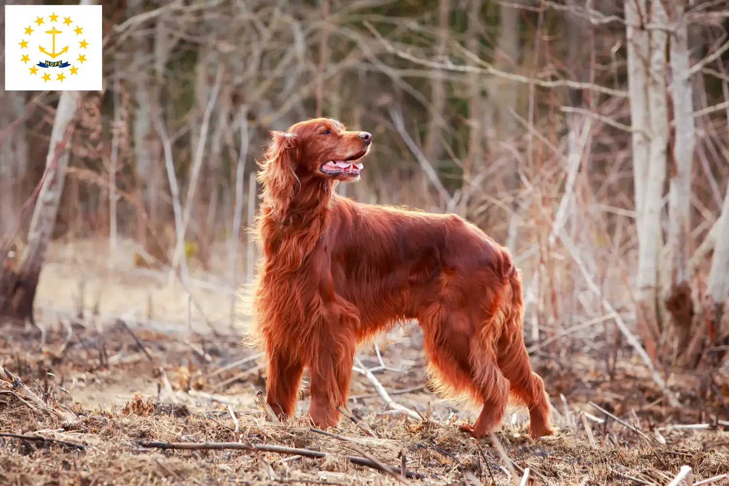 Read more about the article Irish Red Setter breeders and puppies in Rhode Island