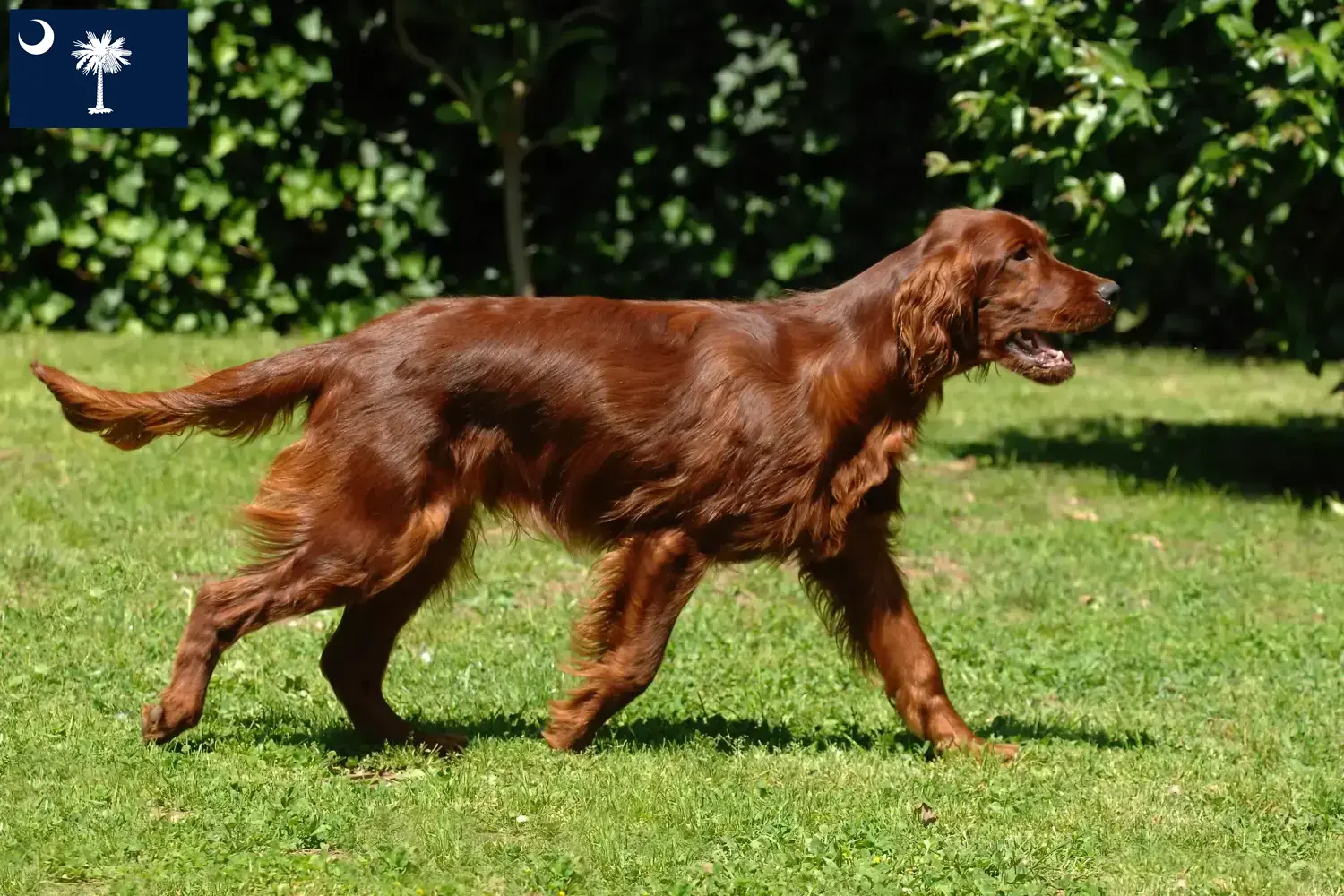 Read more about the article Irish Red Setter breeders and puppies in South Carolina
