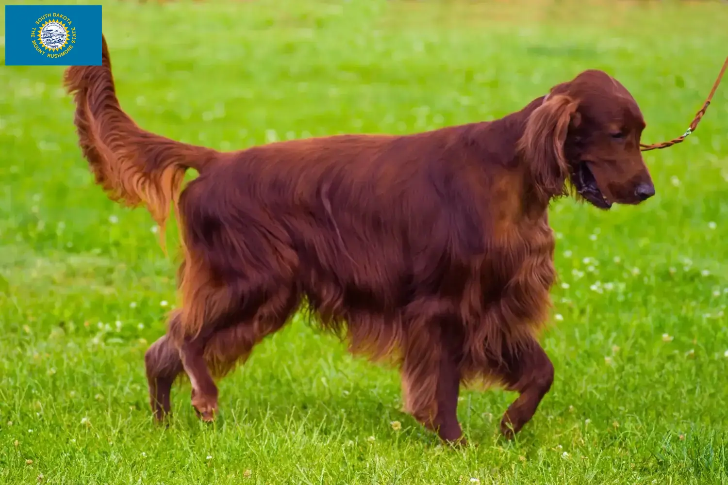 Read more about the article Irish Red Setter breeders and puppies in South Dakota