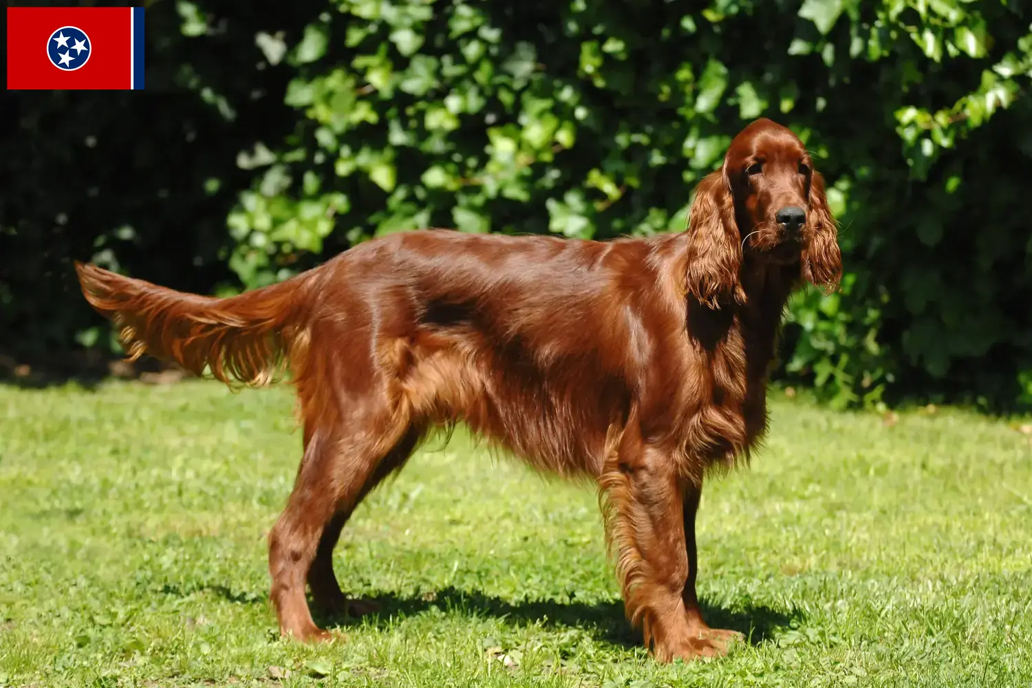 Read more about the article Irish Red Setter breeders and puppies in Tennessee