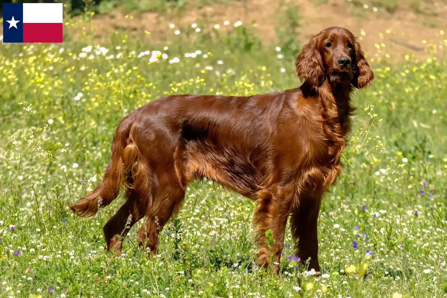 Read more about the article Irish Red Setter breeders and puppies in Texas
