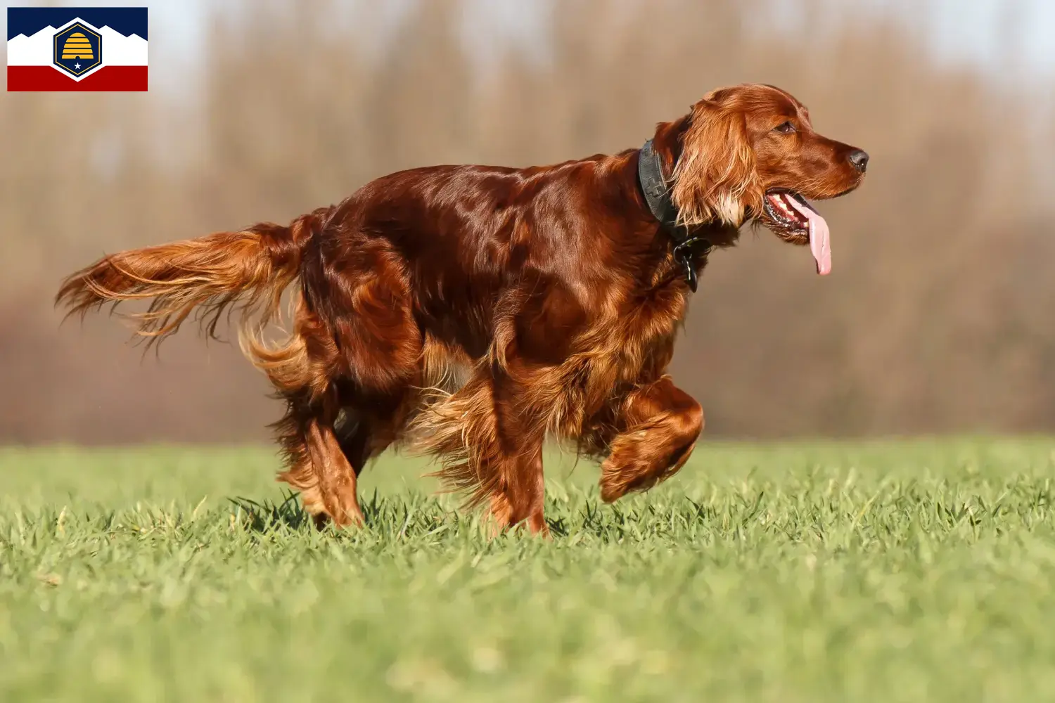 Read more about the article Irish Red Setter breeders and puppies in Utah