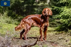 Read more about the article Irish Red Setter breeders and puppies in Vermont