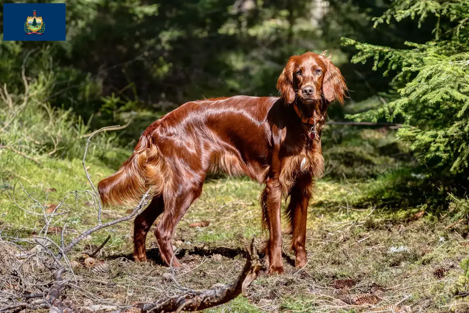 Read more about the article Irish Red Setter breeders and puppies in Vermont
