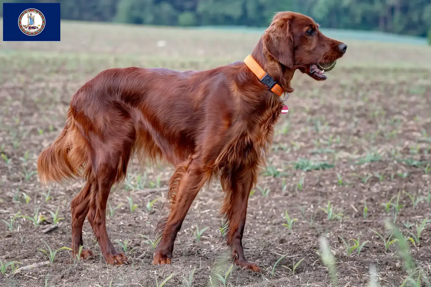 Read more about the article Irish Red Setter breeders and puppies in Virginia