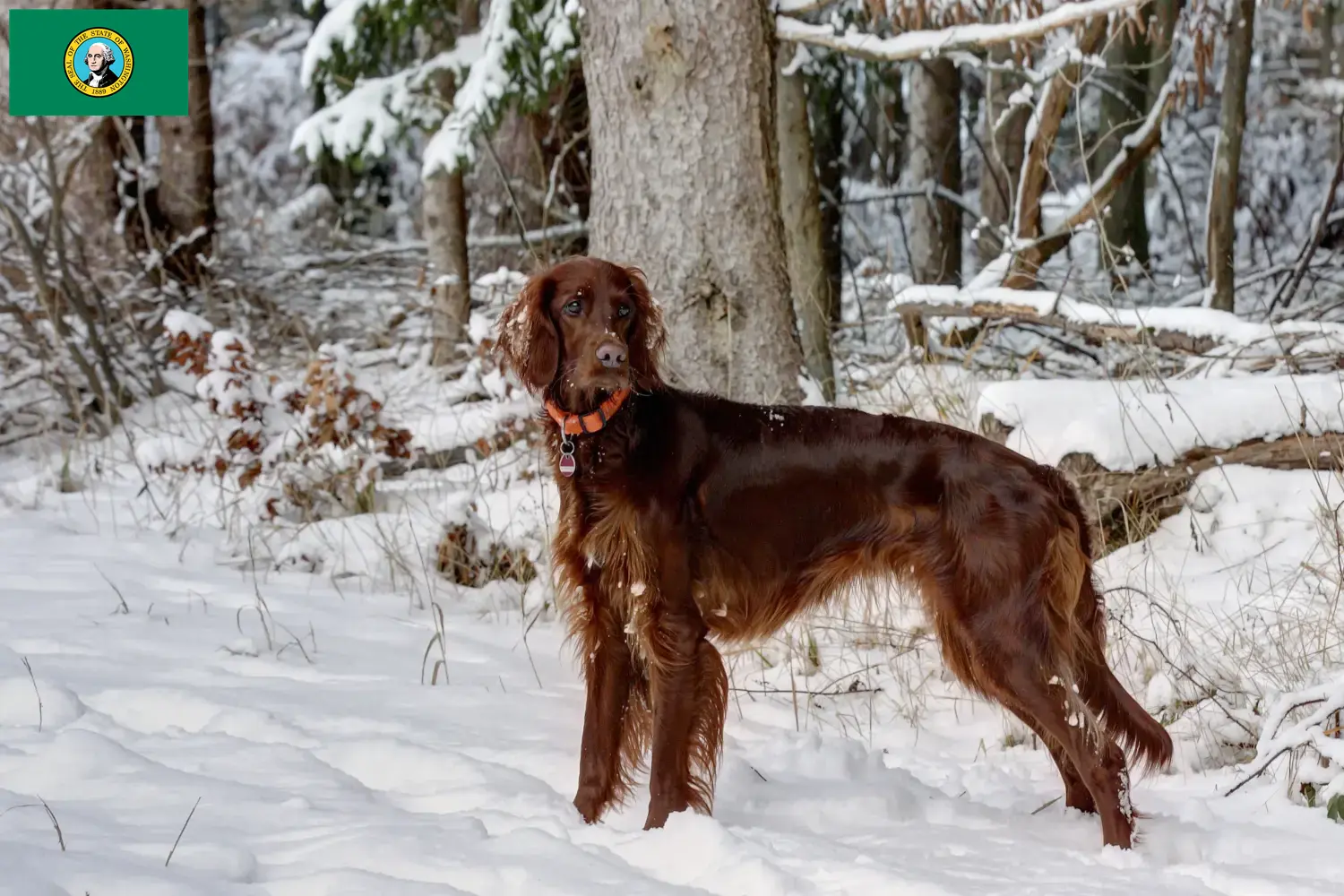 Read more about the article Irish Red Setter breeders and puppies in Washington
