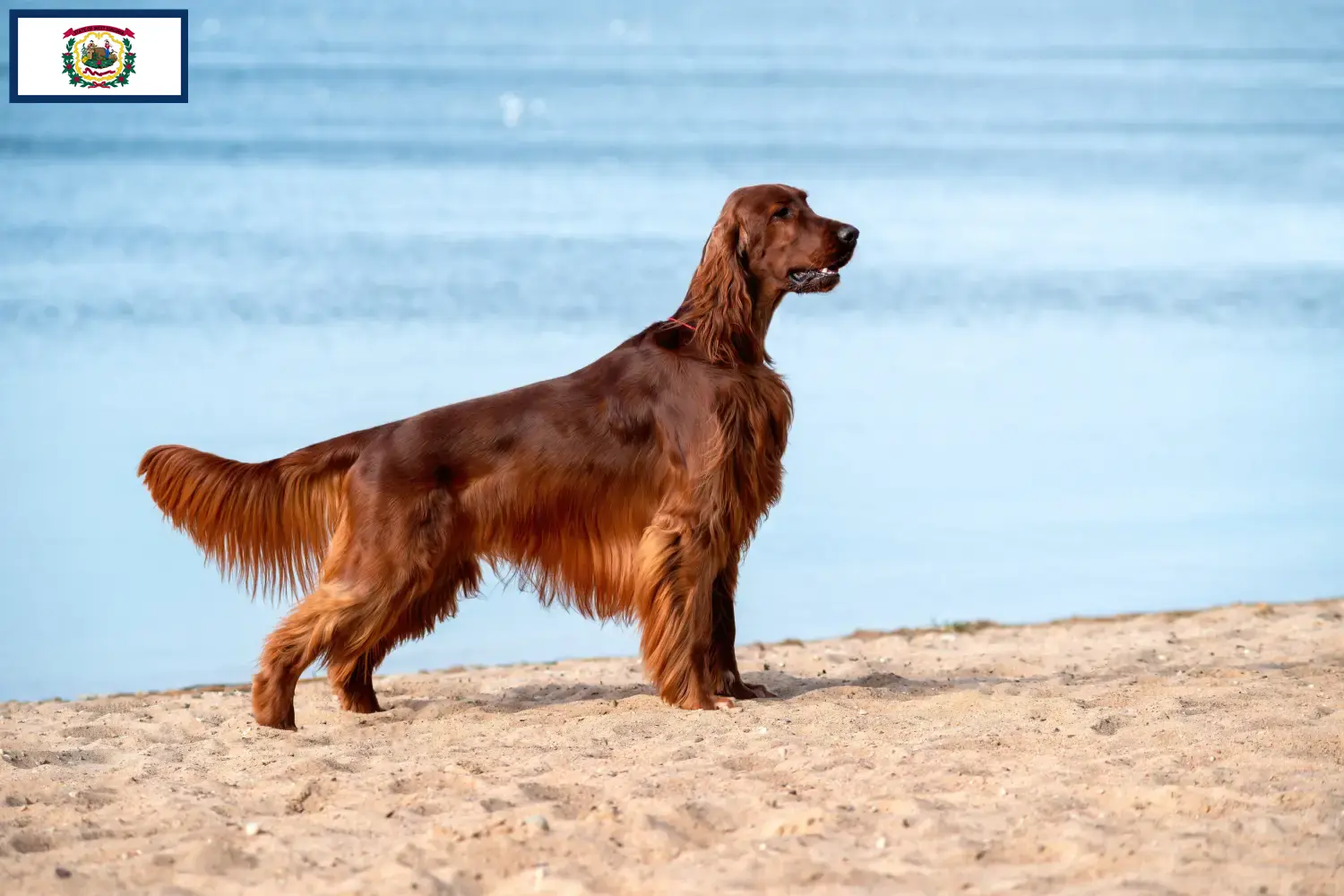Read more about the article Irish Red Setter breeders and puppies in West Virginia