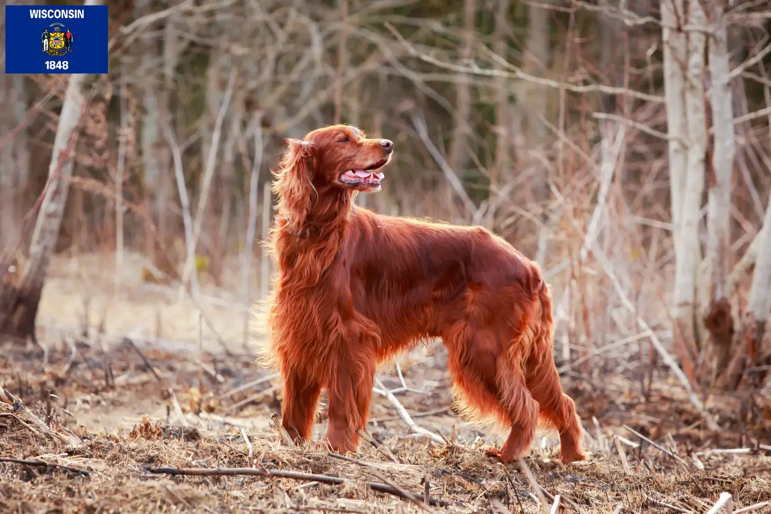 Read more about the article Irish Red Setter breeders and puppies in Wisconsin