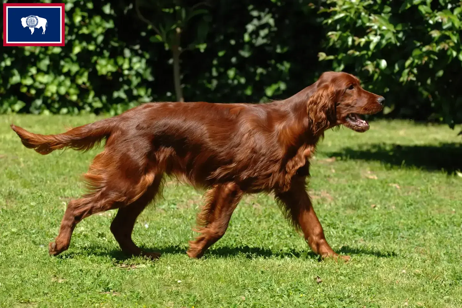 Read more about the article Irish Red Setter breeders and puppies in Wyoming